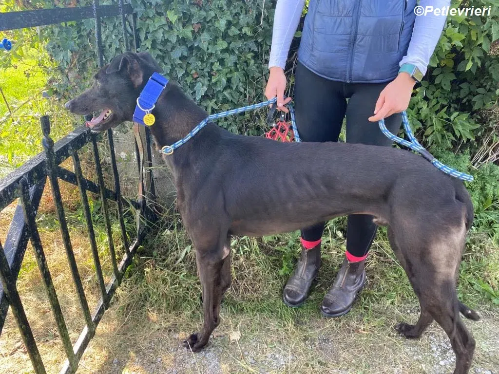 Conan adozione levrieri greyhound 9