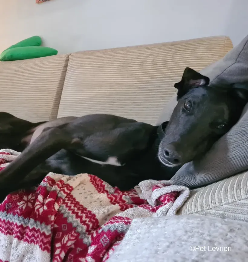 Conan adozione levrieri greyhound fosterhome blackdog 01