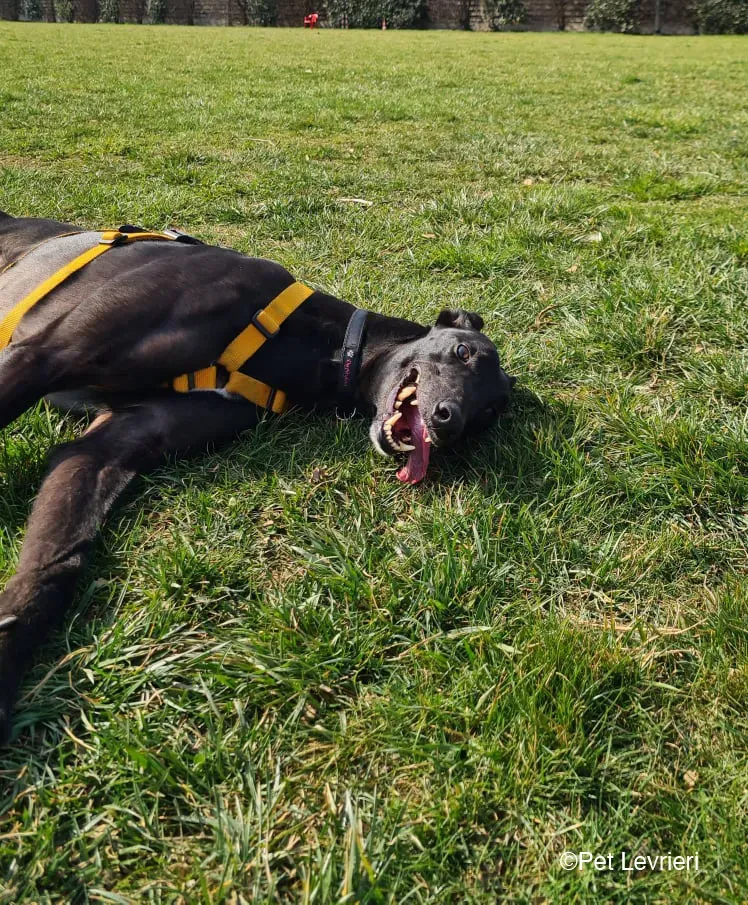 Conan adozione levrieri greyhound fosterhome blackdog 04