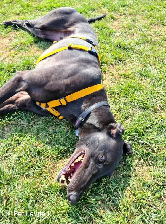 Conan adozione levrieri greyhound fosterhome blackdog 07