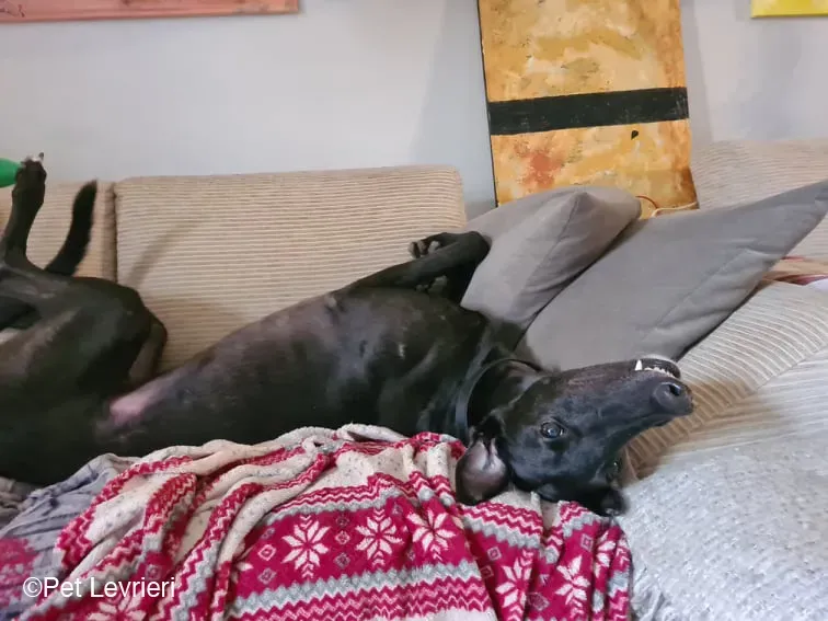 Conan adozione levrieri greyhound fosterhome blackdog 08