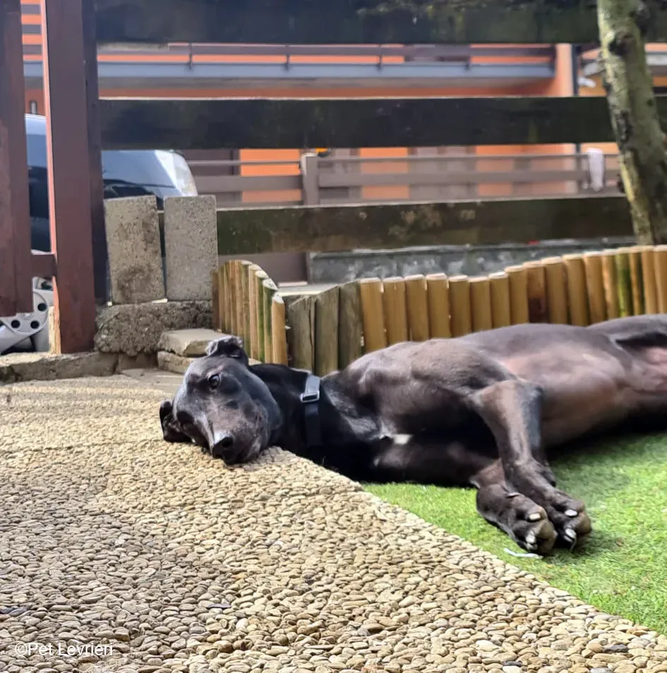 Conan adozione levrieri greyhound fosterhome blackdog 09