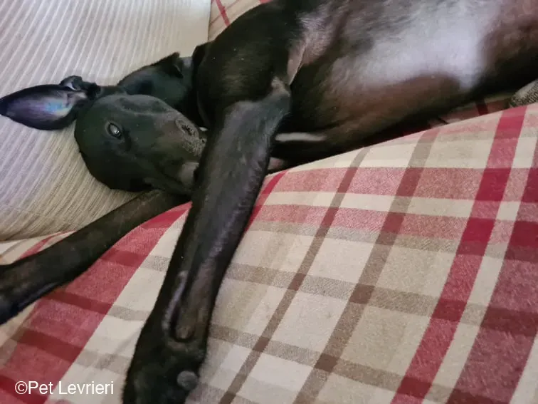 Conan adozione levrieri greyhound fosterhome blackdog 10