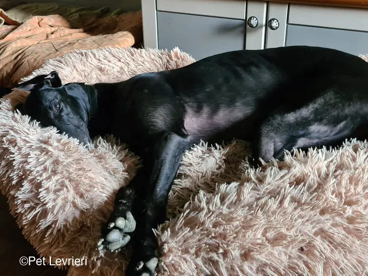 Conan adozione levrieri greyhound fosterhome blackdog 11