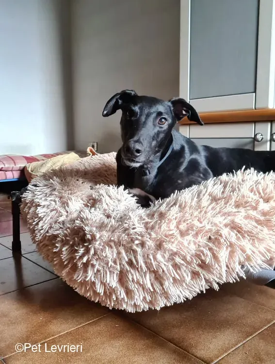 Conan adozione levrieri greyhound fosterhome blackdog 12