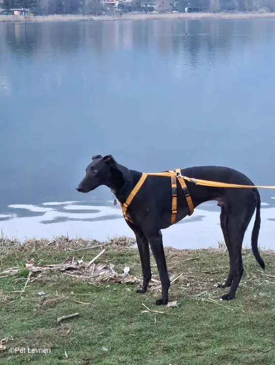 Conan adozione levrieri greyhound fosterhome blackdog 14