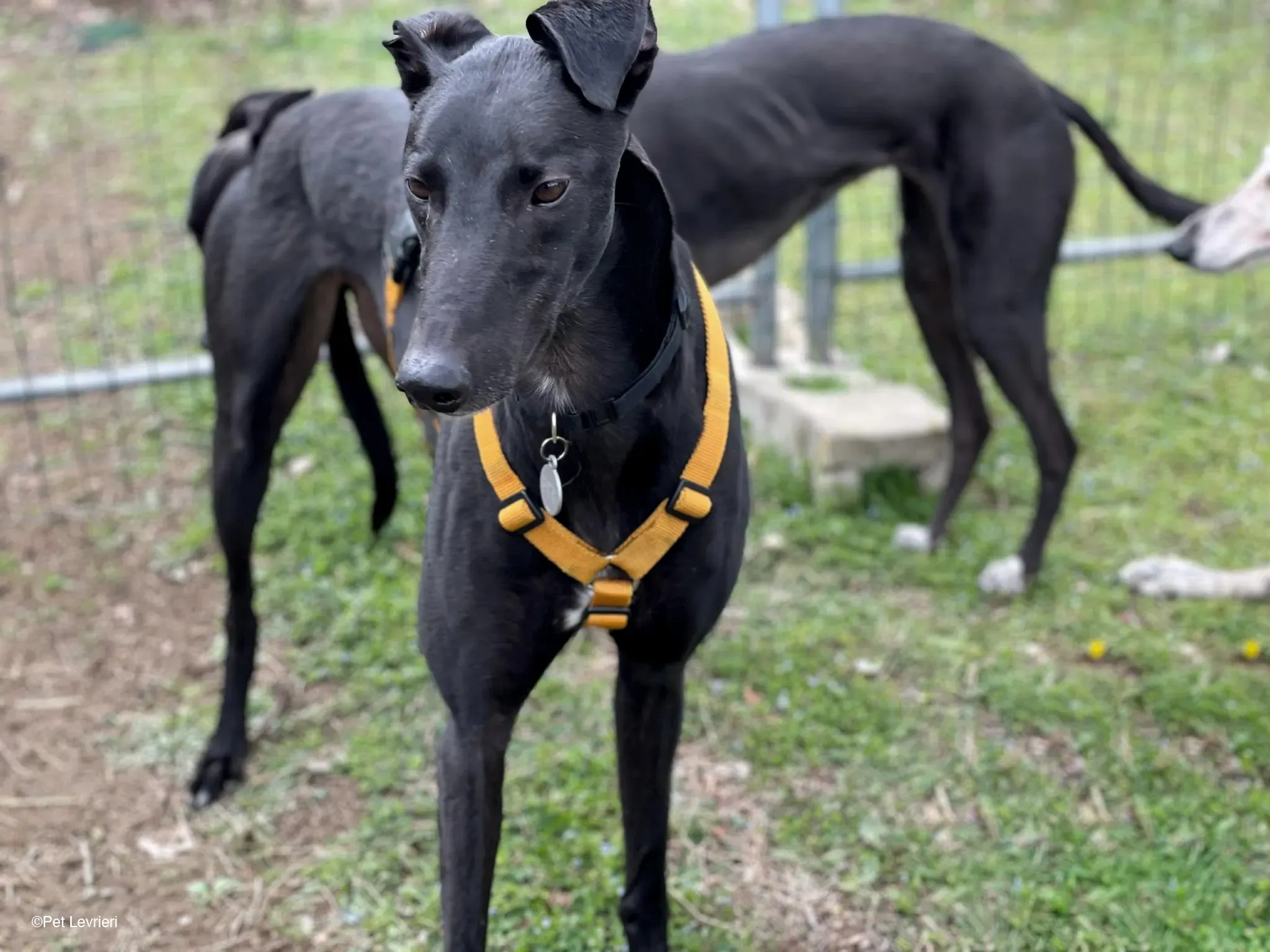 Conan adozione levrieri greyhound fosterhome blackdog 16