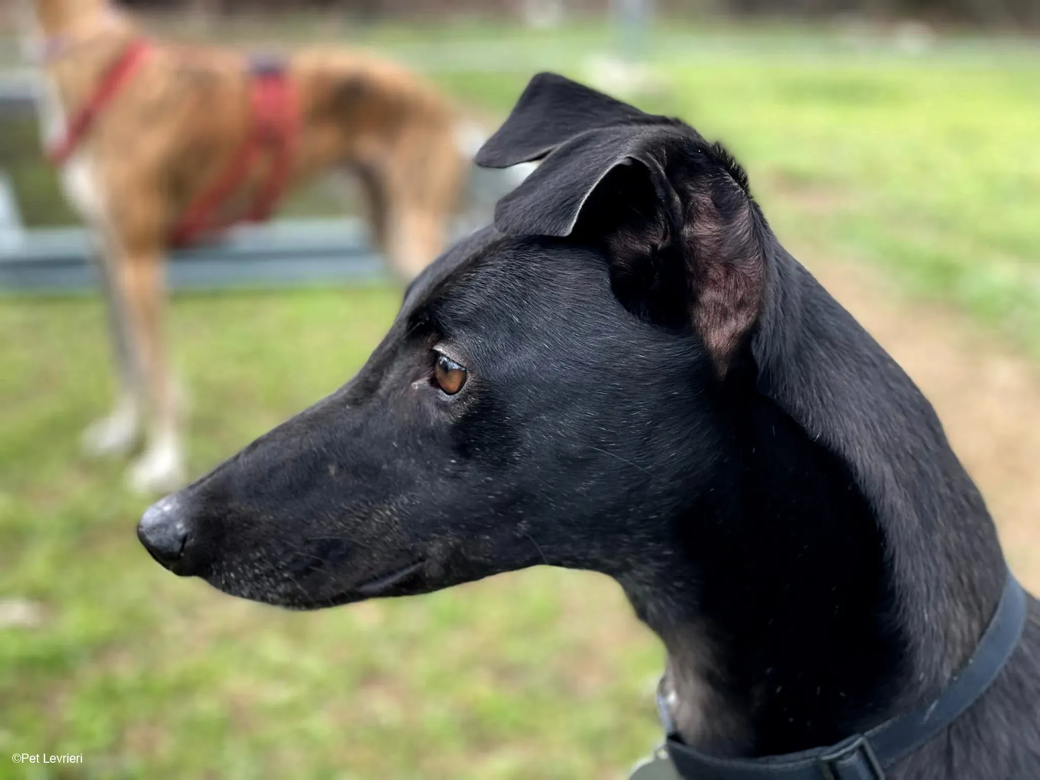 Conan adozione levrieri greyhound fosterhome blackdog 17