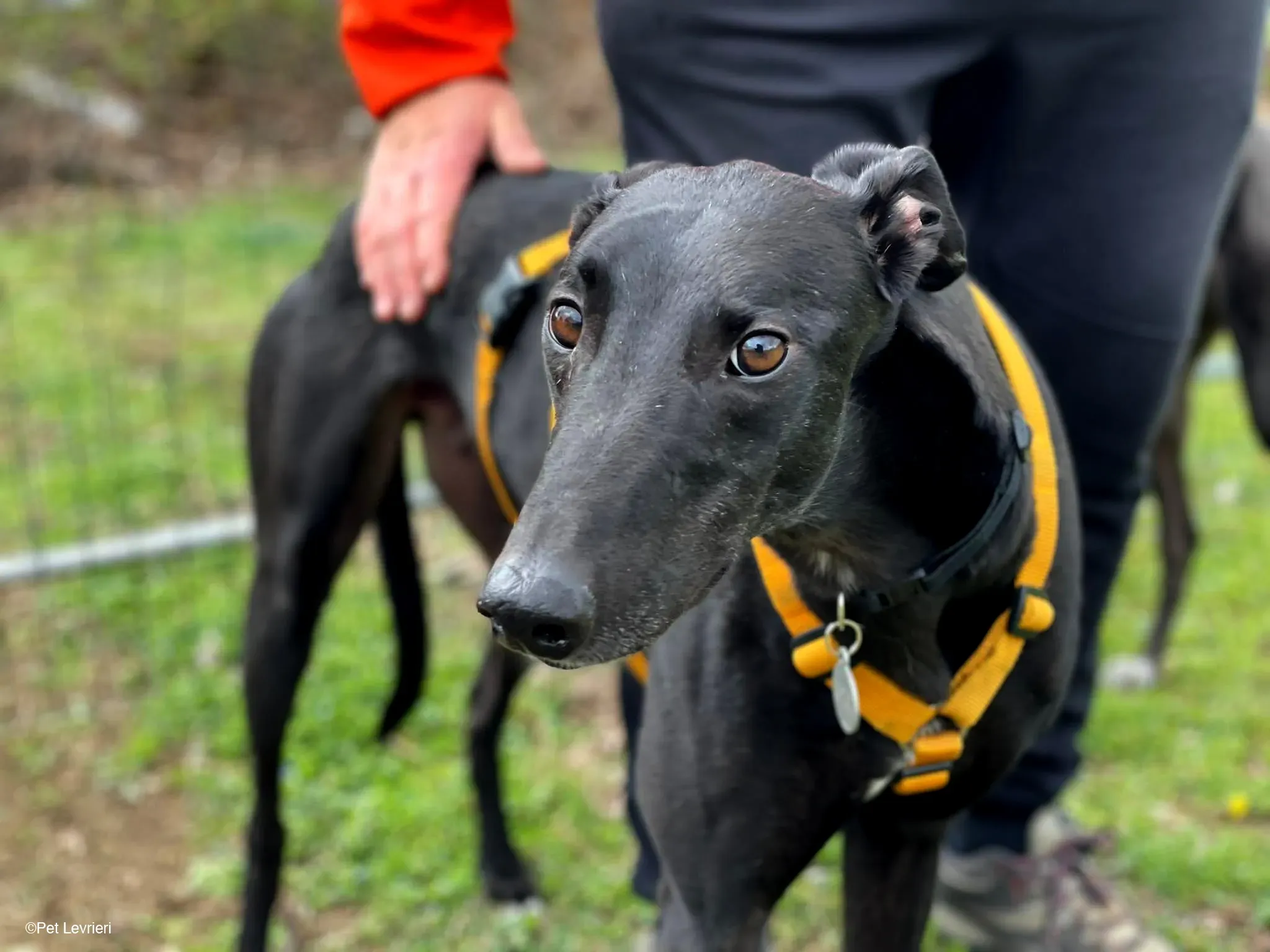 Conan adozione levrieri greyhound fosterhome blackdog 18