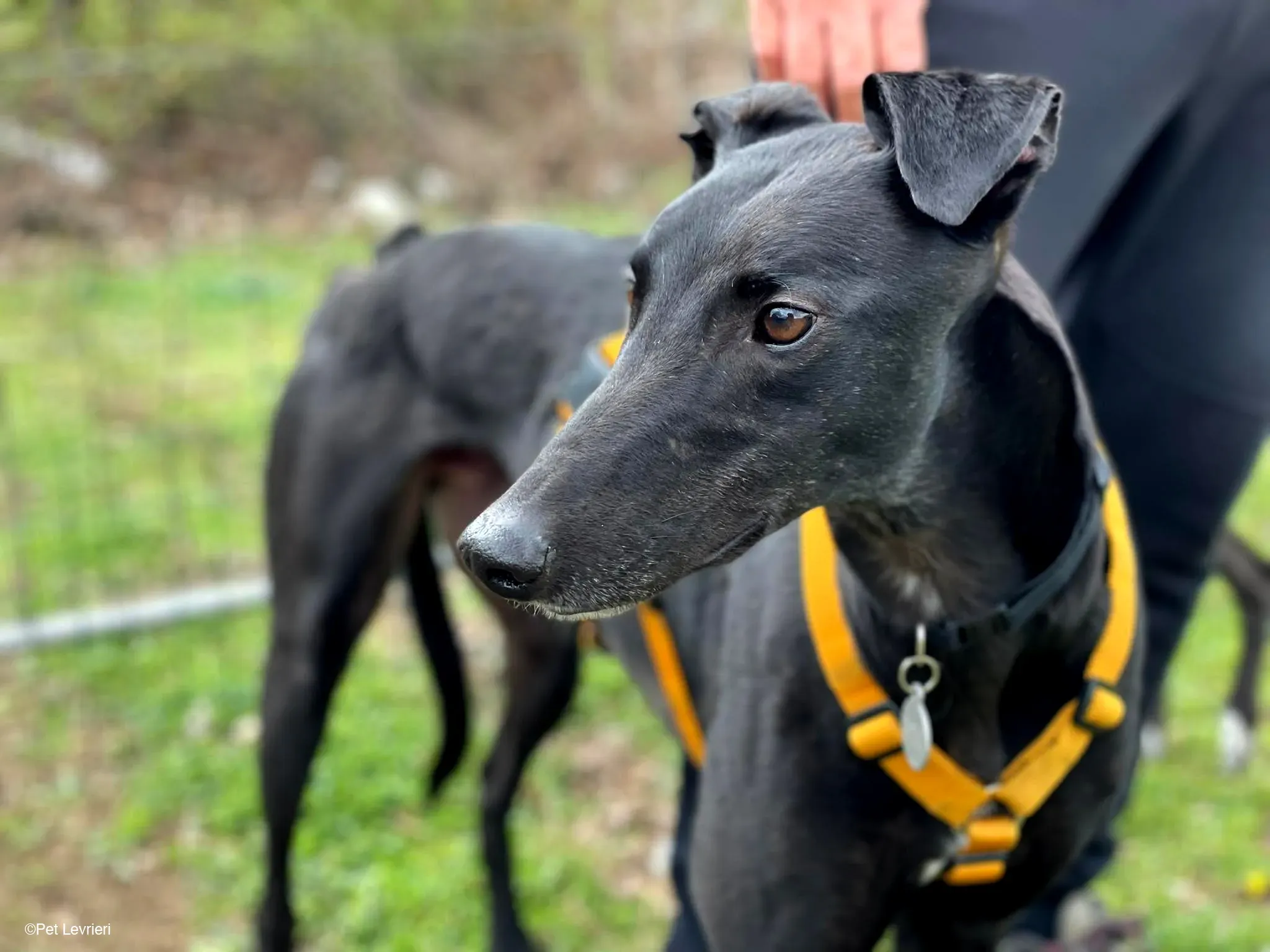 Conan adozione levrieri greyhound fosterhome blackdog 19