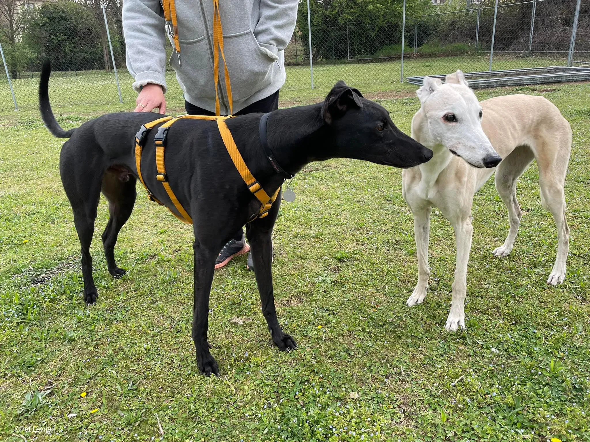 Conan adozione levrieri greyhound fosterhome blackdog 20