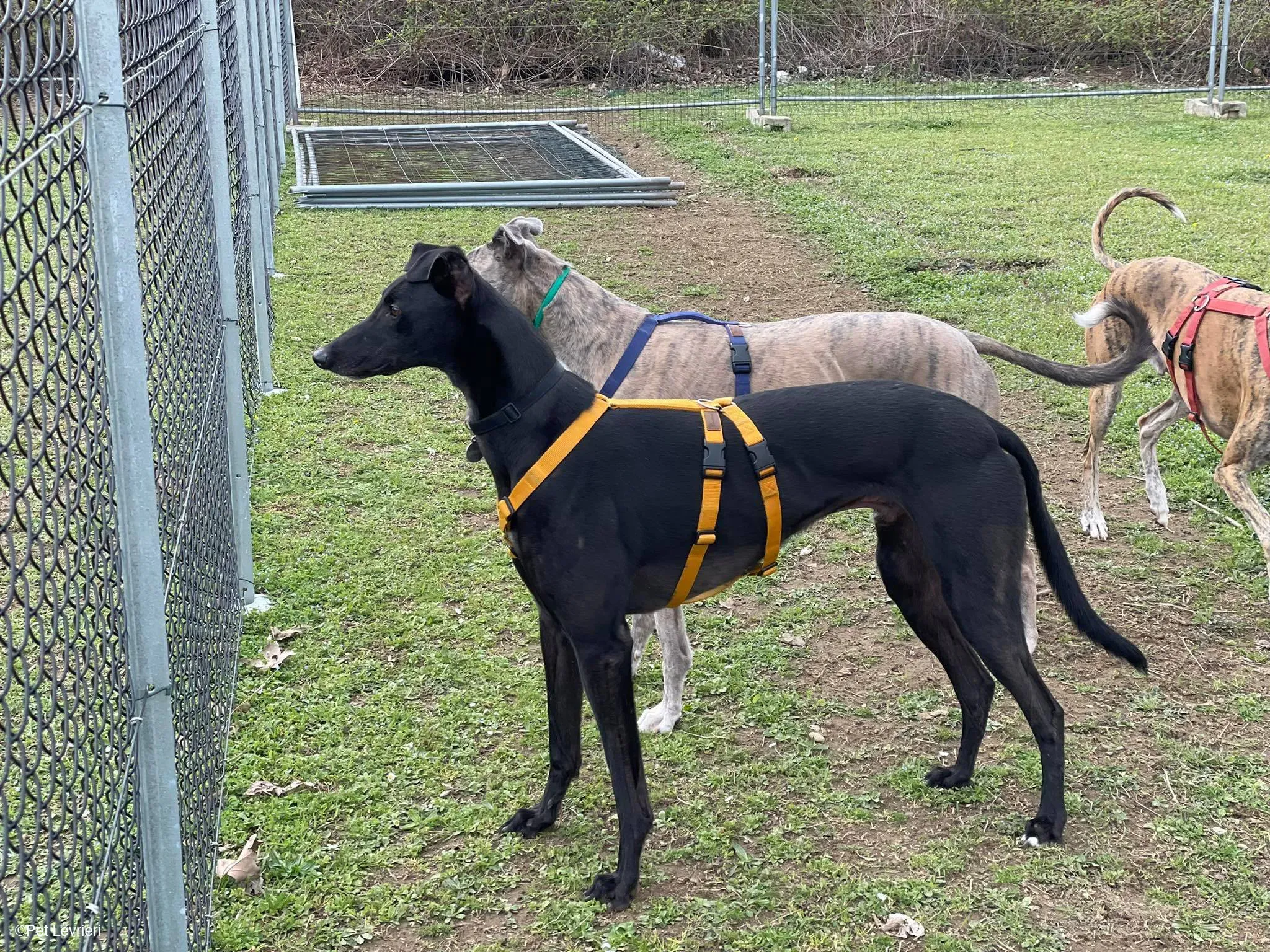 Conan adozione levrieri greyhound fosterhome blackdog 21