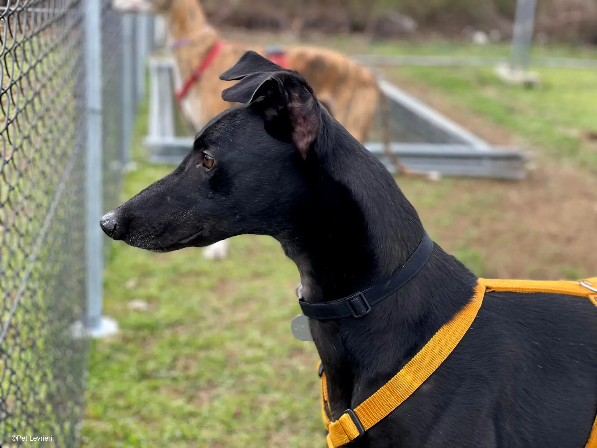 Conan adozione levrieri greyhound fosterhome blackdog 22