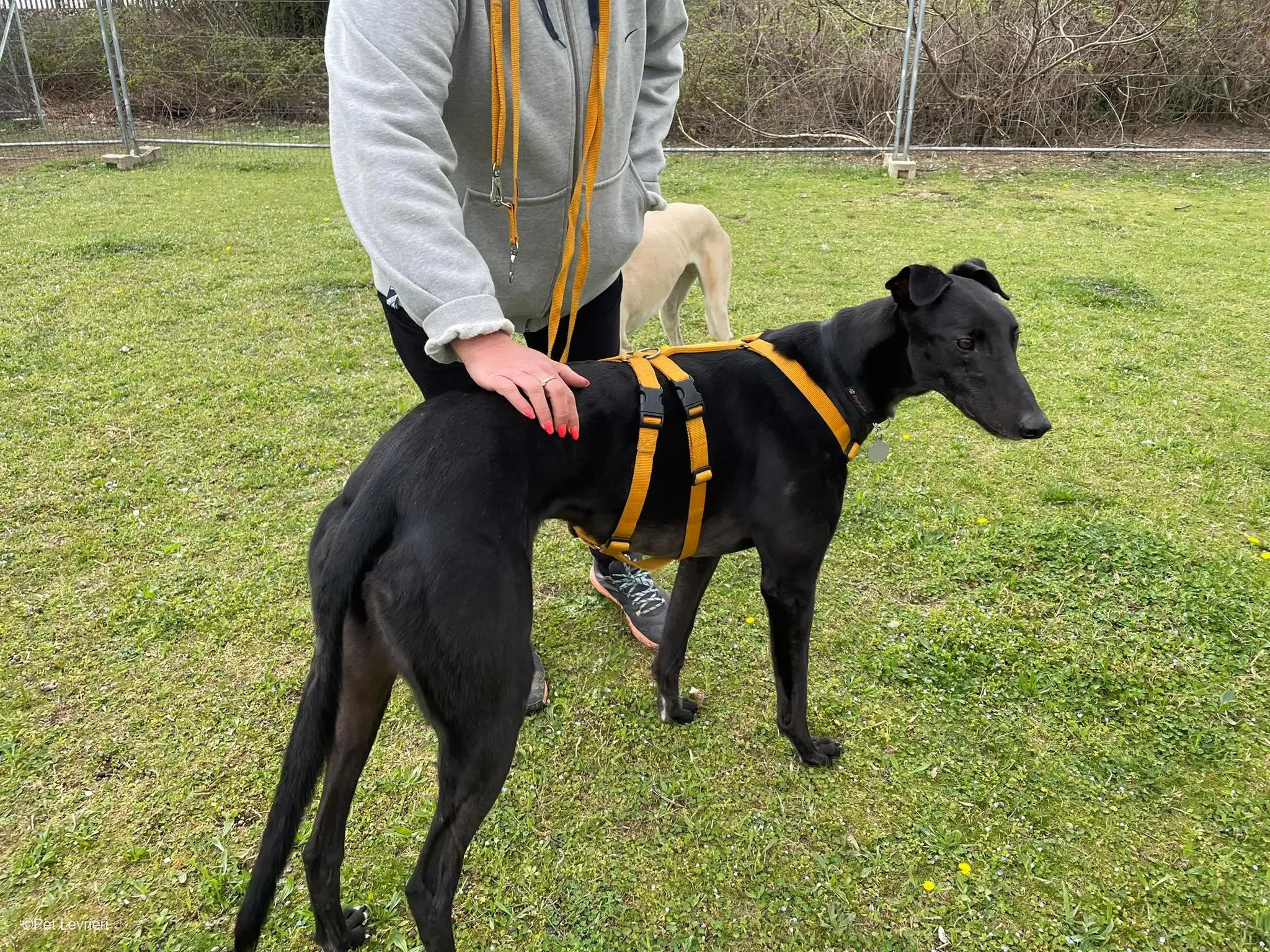 Conan adozione levrieri greyhound fosterhome blackdog 23