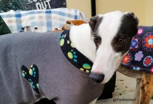 Copertina Chappo Greyhound Adozione Levrieri