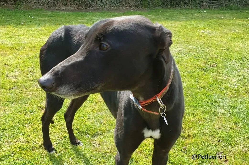 Copertina Falcon adozione greyhound 2