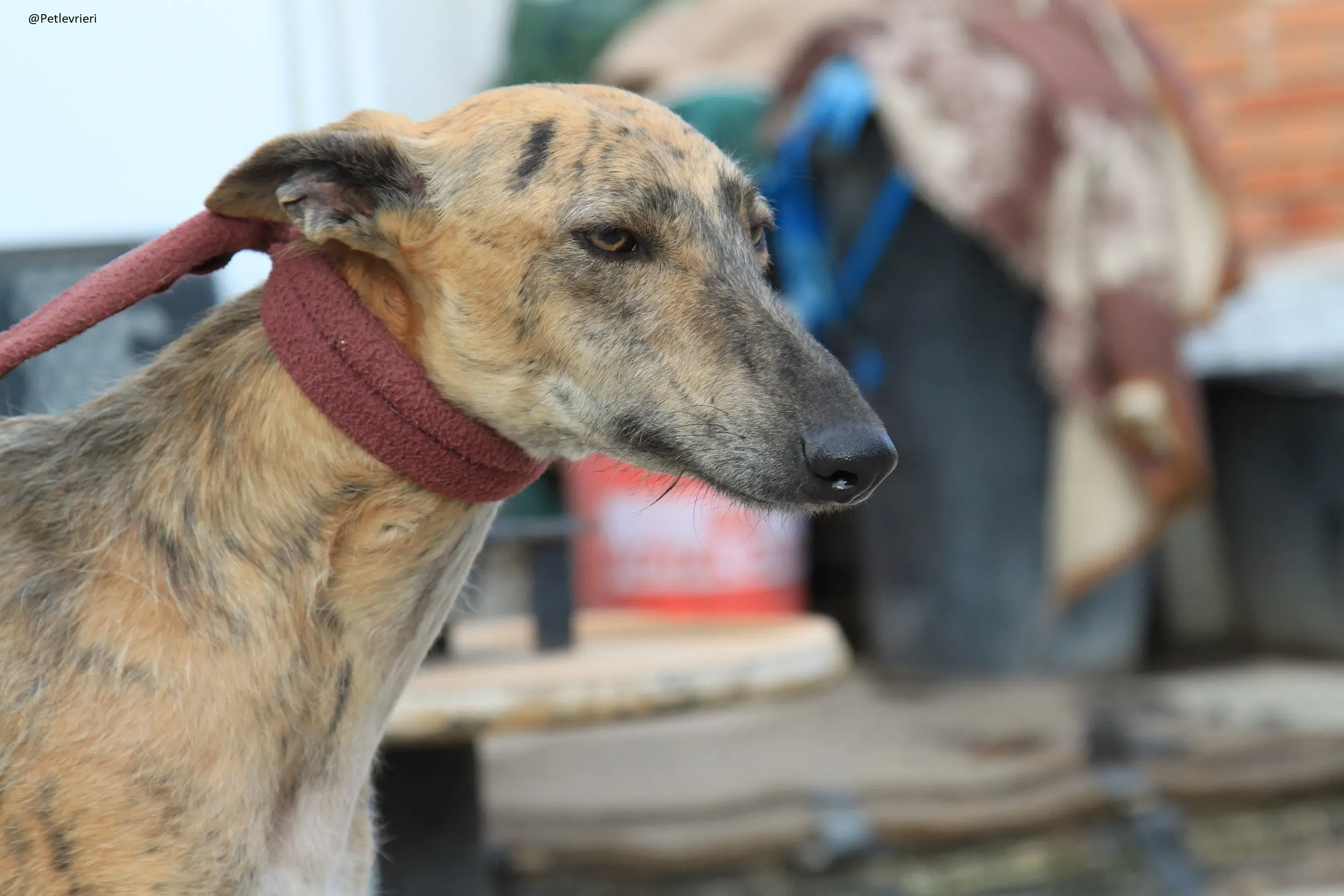 Copertina Fuego Galgo Maschio Adozione Levrieri 15