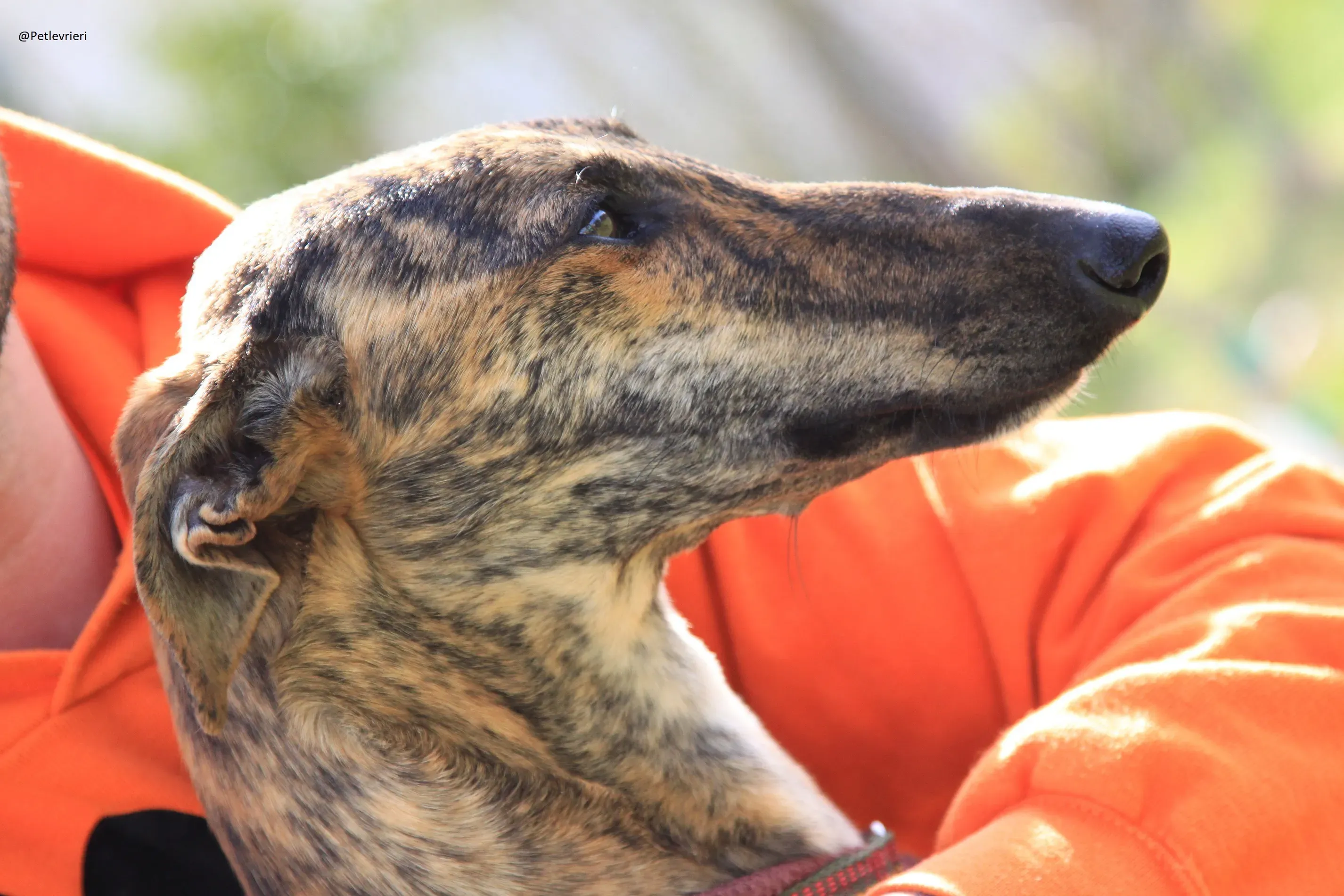 Copertina Galga 3205 Galgo Adozione levrieri 17