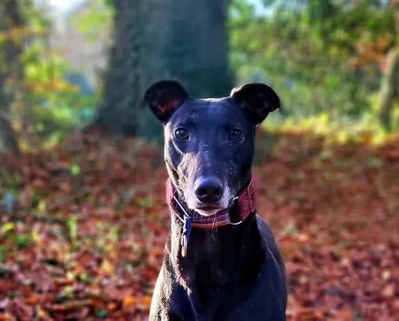 Copertina Phucket greyhound levrieri adozione 1