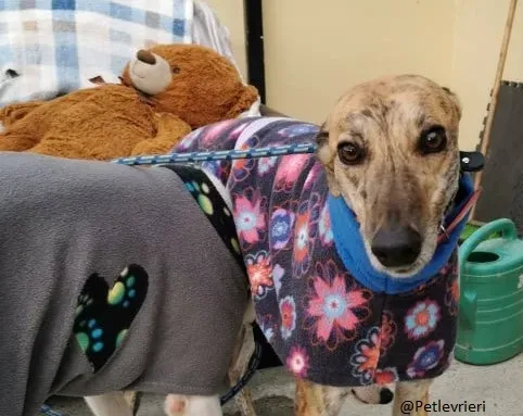 Copertina Quennie Greyhound Adozione levrieri pet