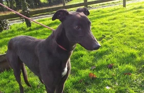 Copertina Raven greyhoun adozione pet levrieri