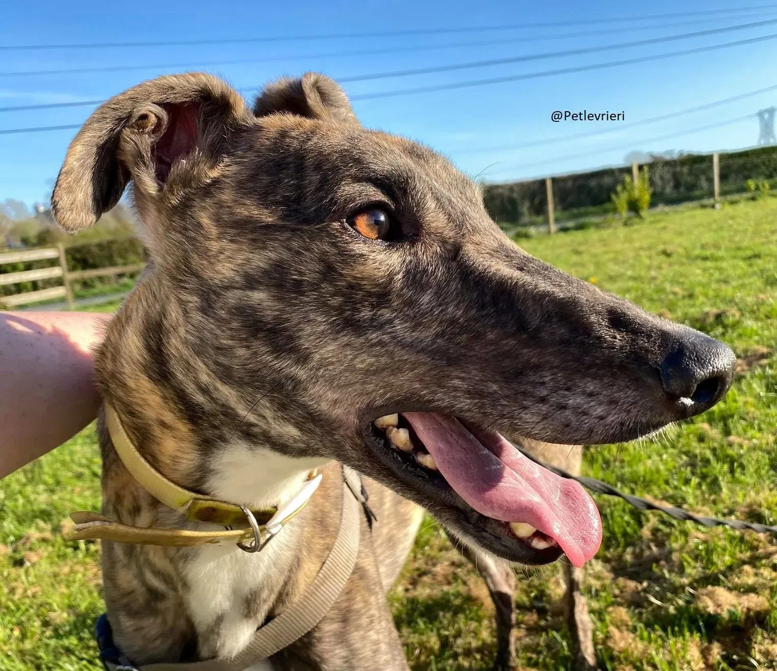 Copertina Solomon Greyhound Adozione levrieri 2