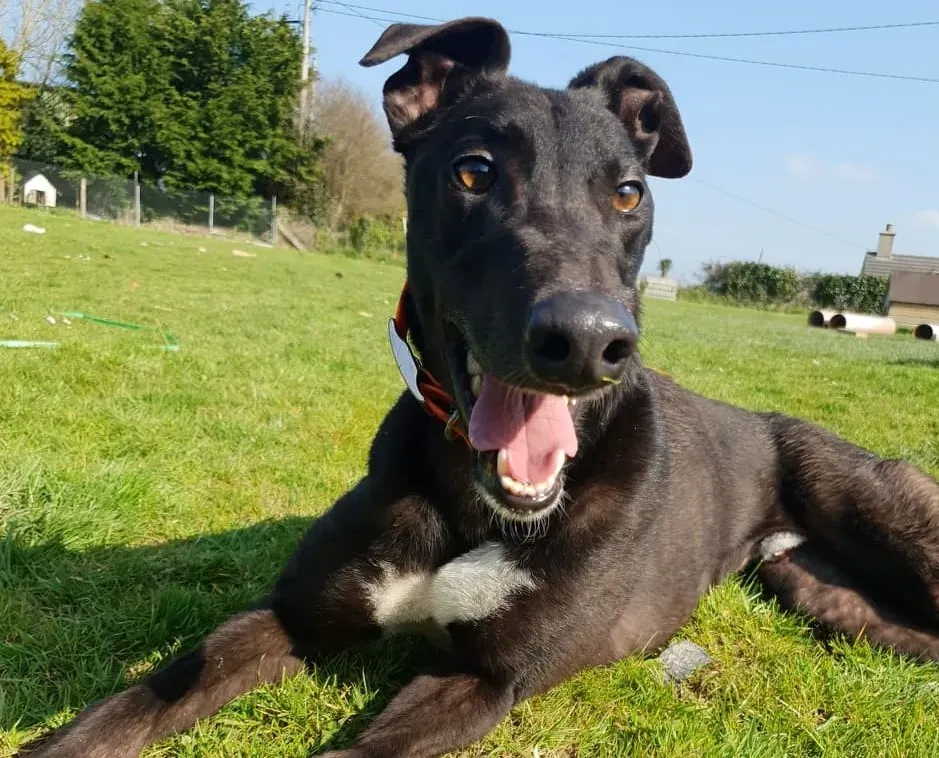 Copertina Zac Greyhound male adozione levrieri 2