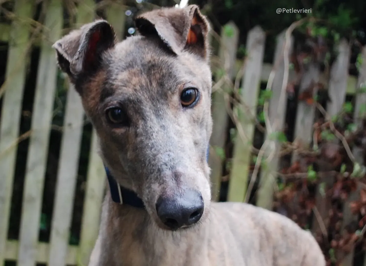 Copertina Zinc Greyhound Adozione Levrieri 1