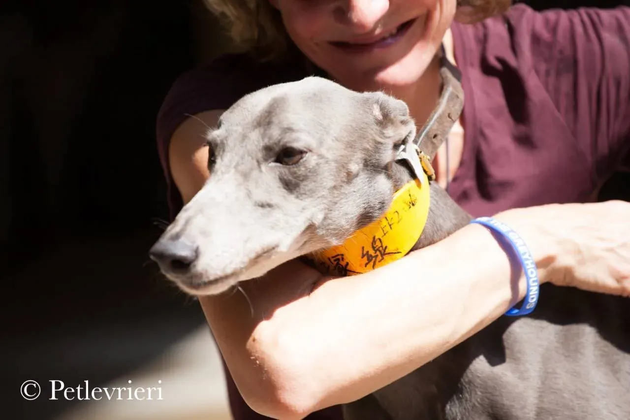 Copia di 42348563 231265834405829 7304771009989574656 n