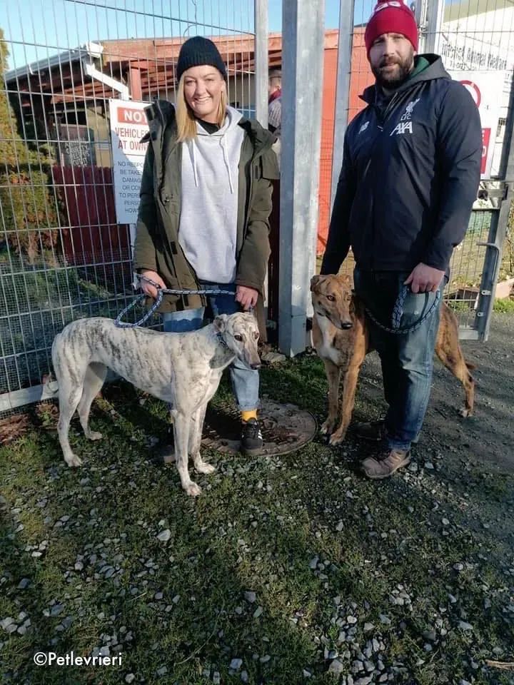 Copia di elsa adozione levrieri greyhound 1