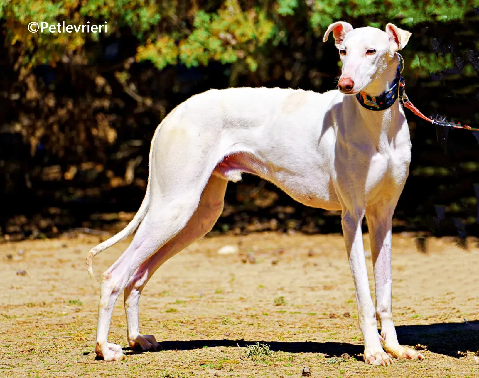 Copito galgo adozione pet levrieri onlus 1