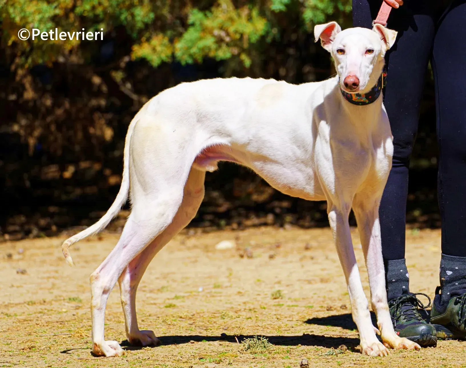 Copito galgo adozione pet levrieri onlus 2