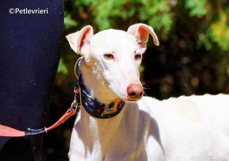 Copito galgo adozione pet levrieri onlus 3