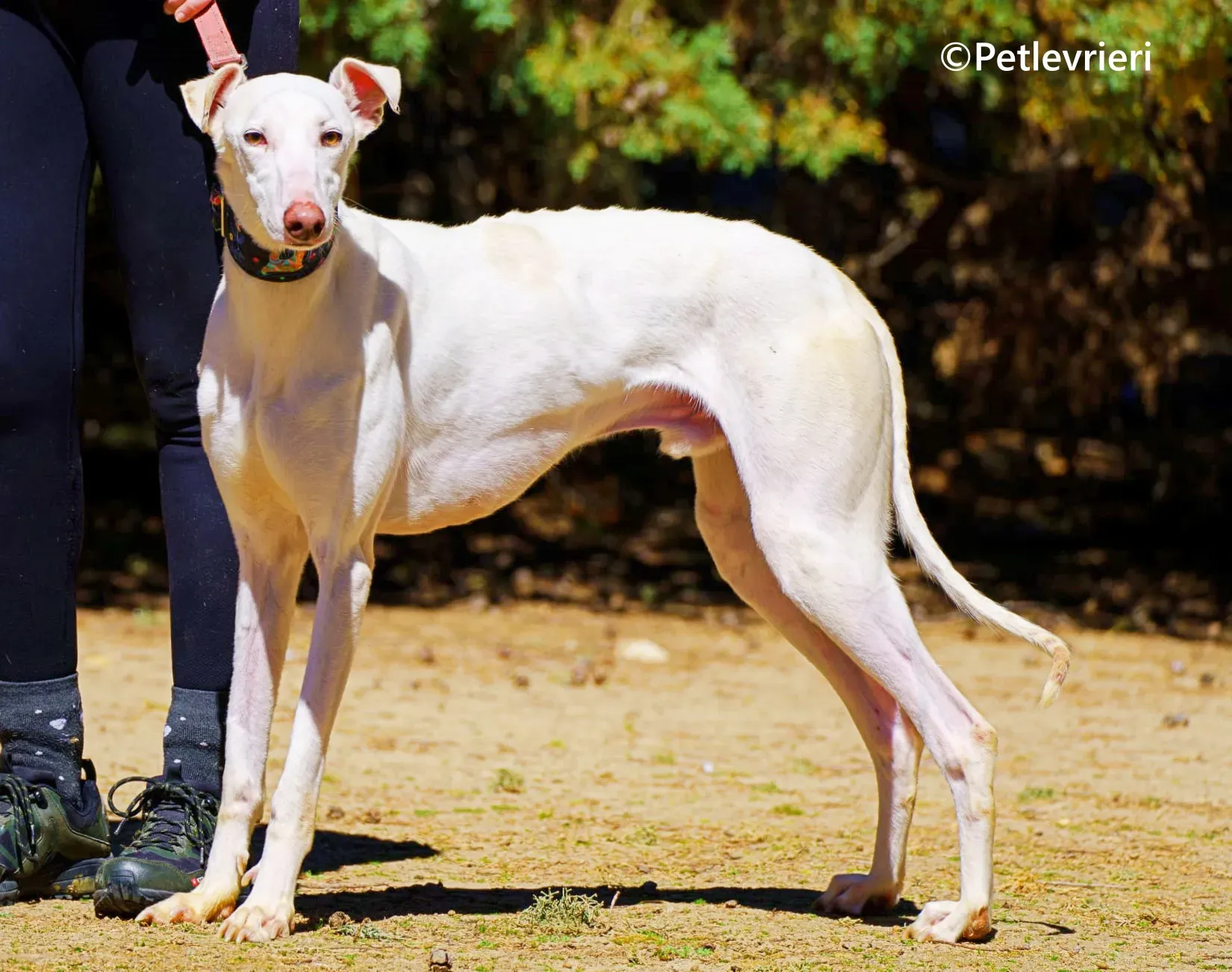 Copito galgo adozione pet levrieri onlus 4