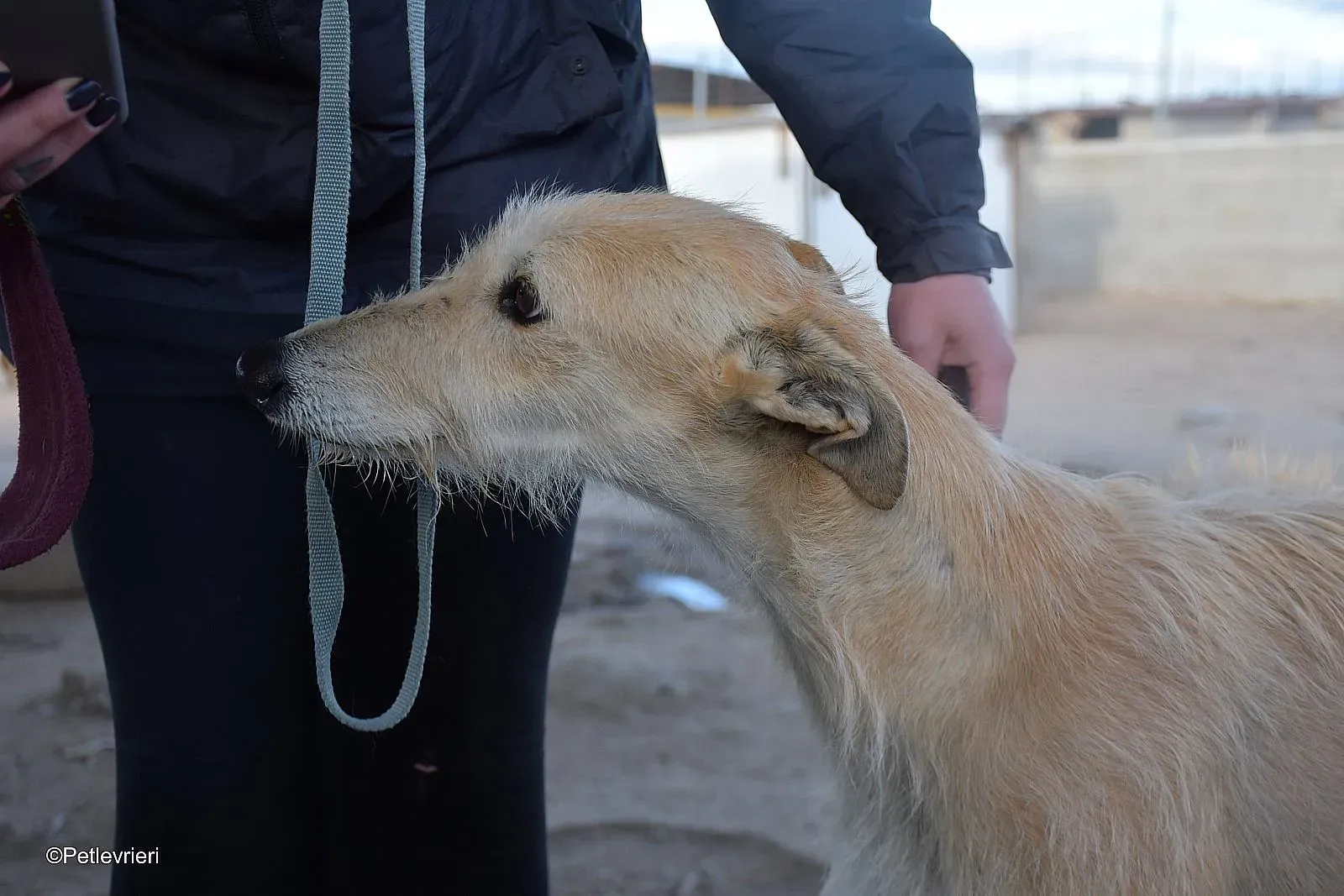 Coraline adozione levrieri galgo 011