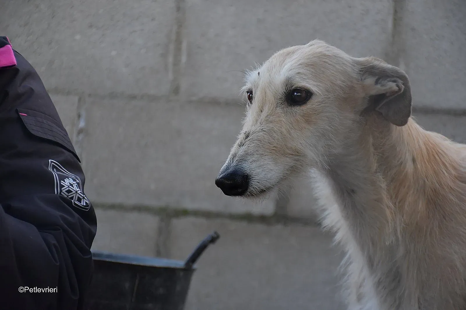 Coraline adozione levrieri galgo 01 1