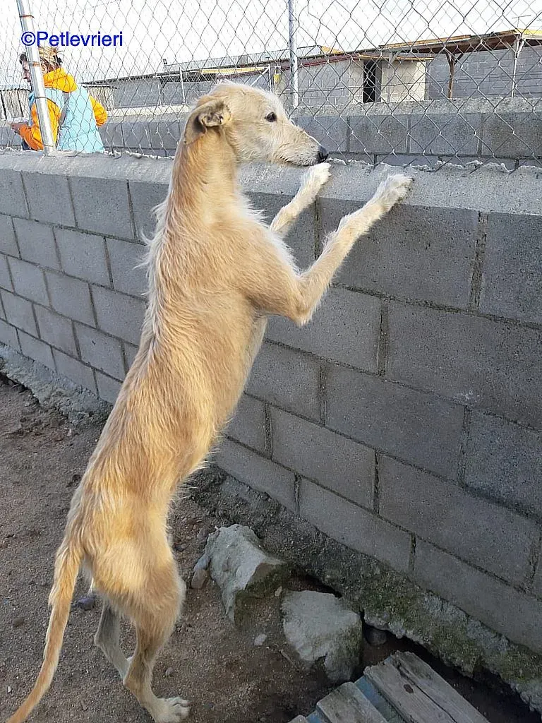 Coraline adozione levrieri galgo 02