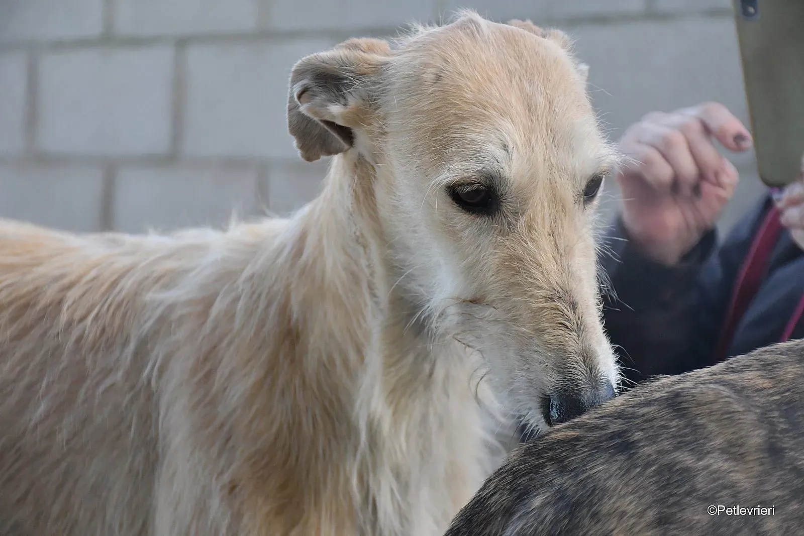 Coraline adozione levrieri galgo 02 1