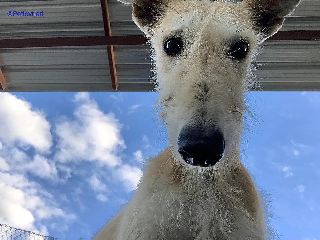 Coraline adozione levrieri galgo 03
