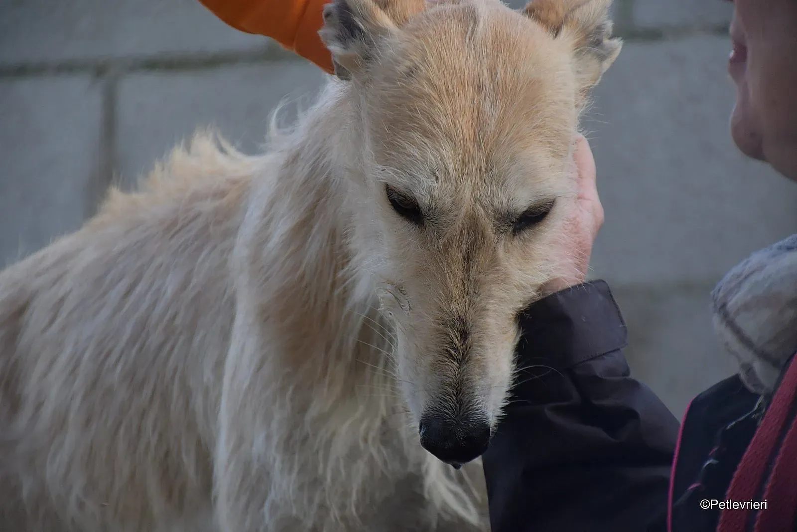 Coraline adozione levrieri galgo 03 1