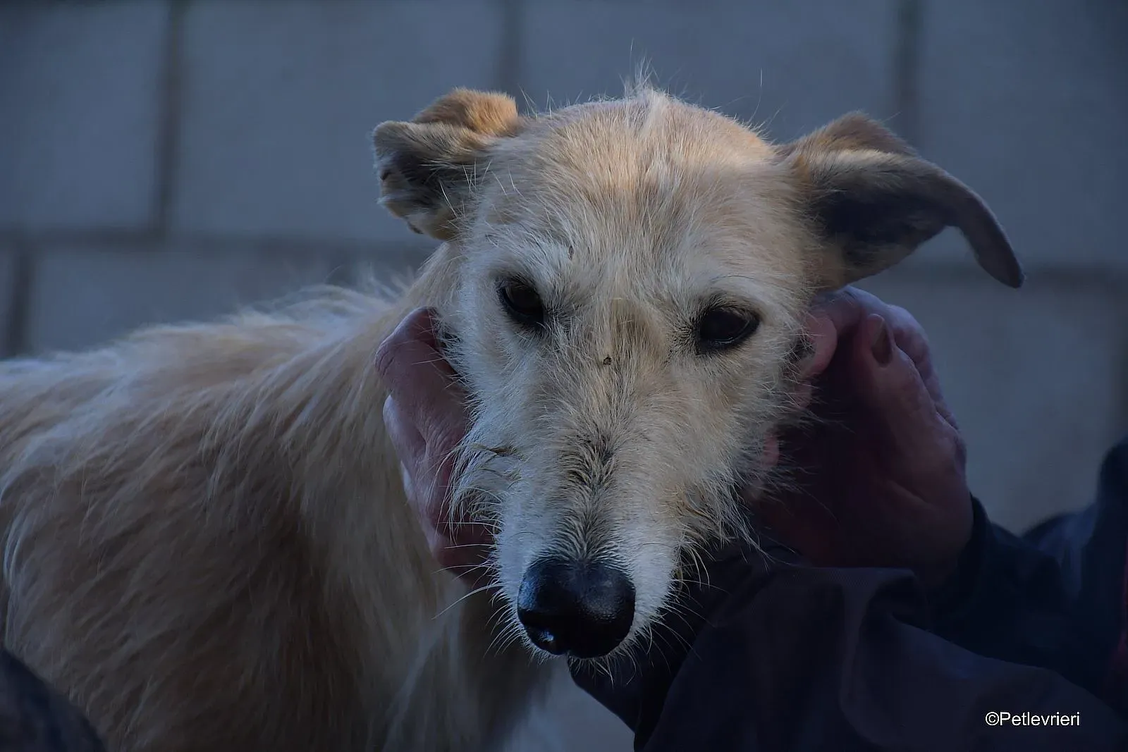 Coraline adozione levrieri galgo 04 1