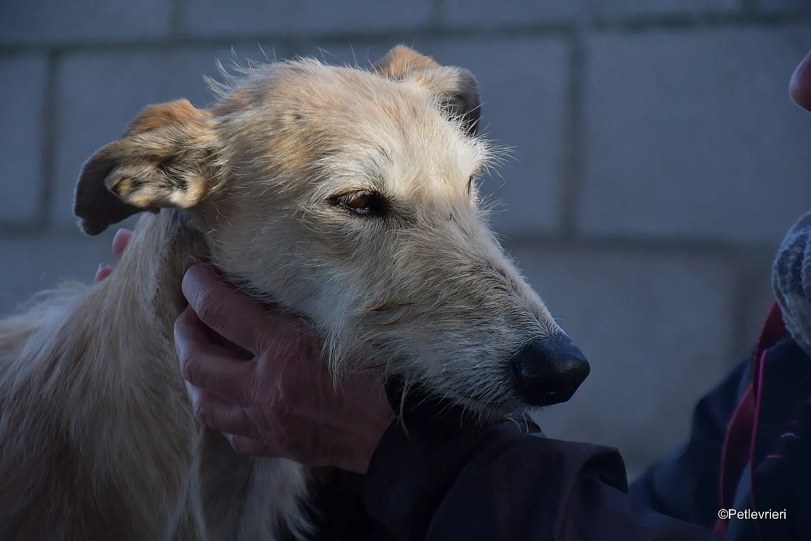 Coraline adozione levrieri galgo 06