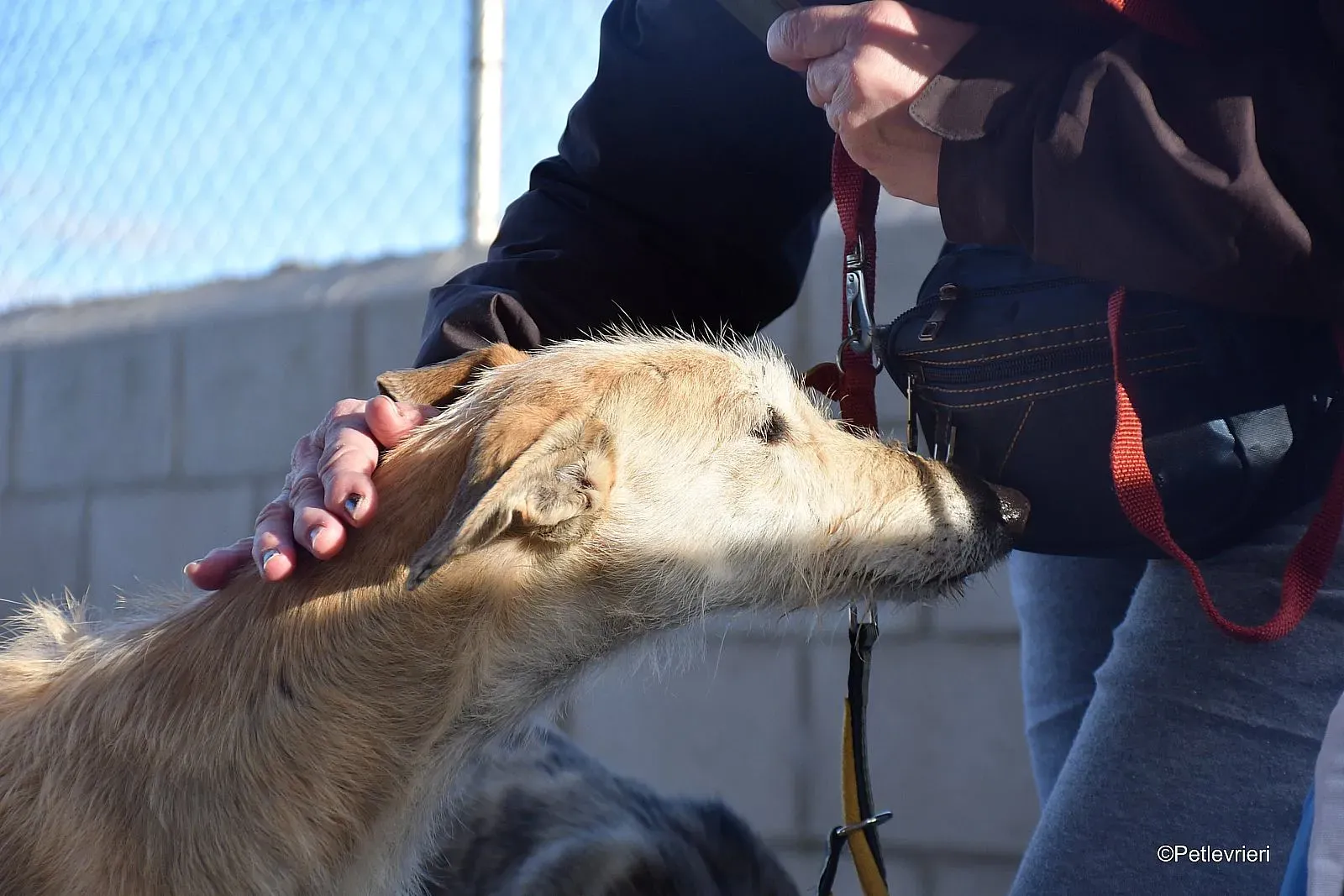 Coraline adozione levrieri galgo 07