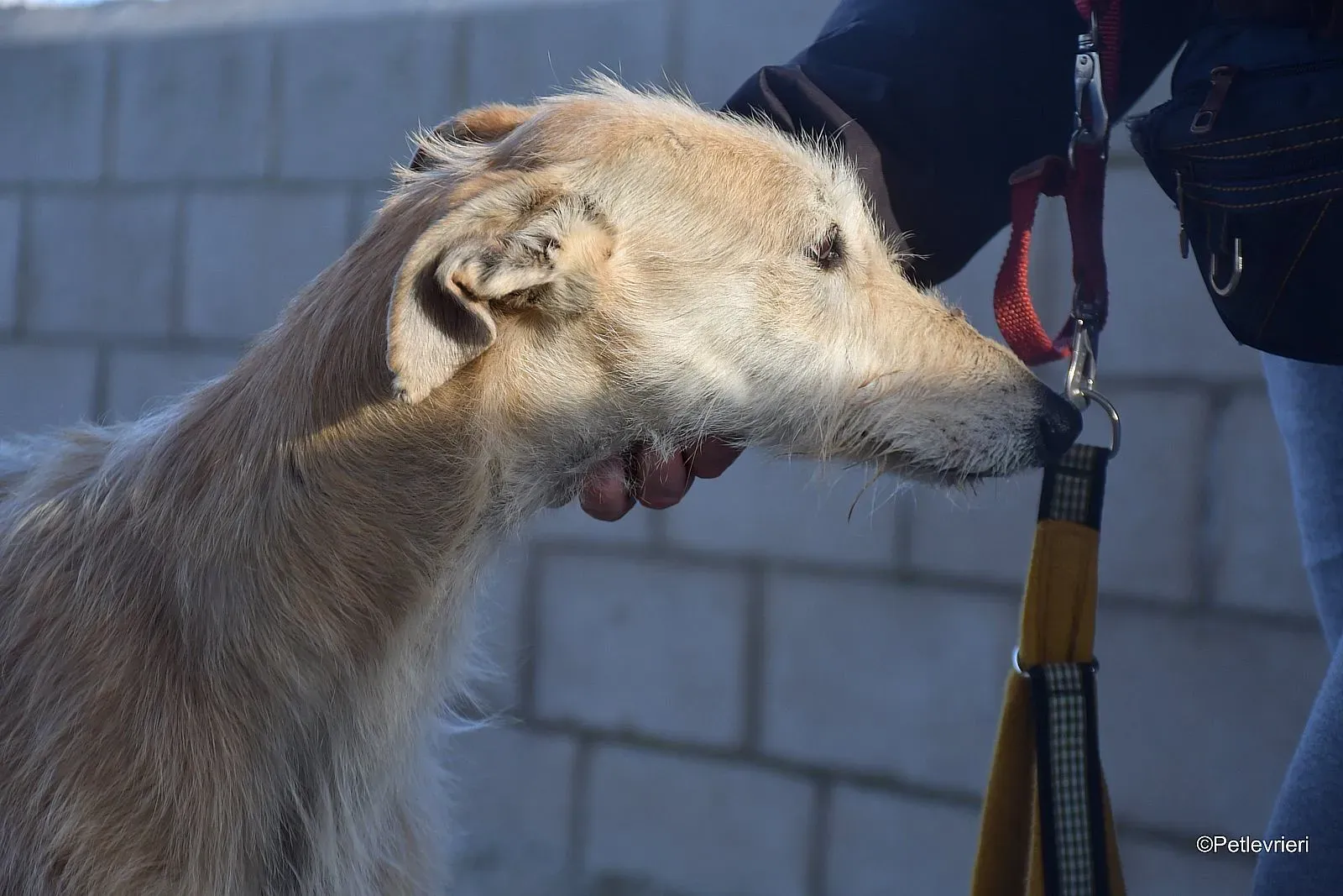 Coraline adozione levrieri galgo 08