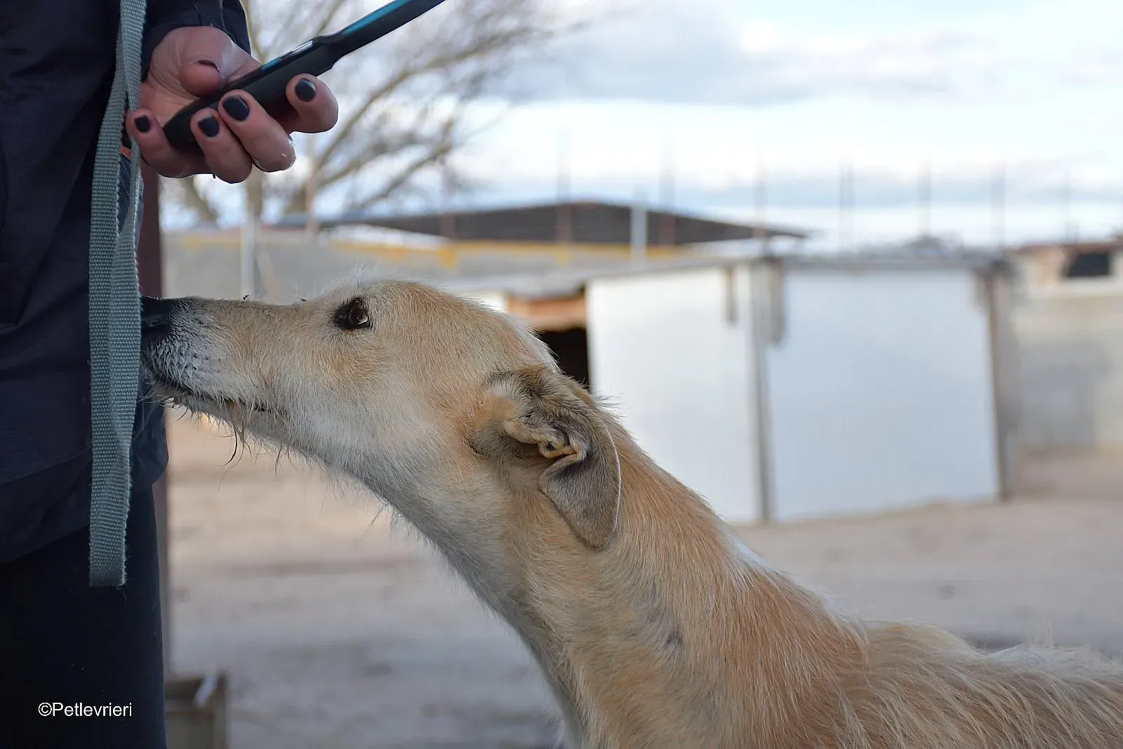 Coraline adozione levrieri galgo 09