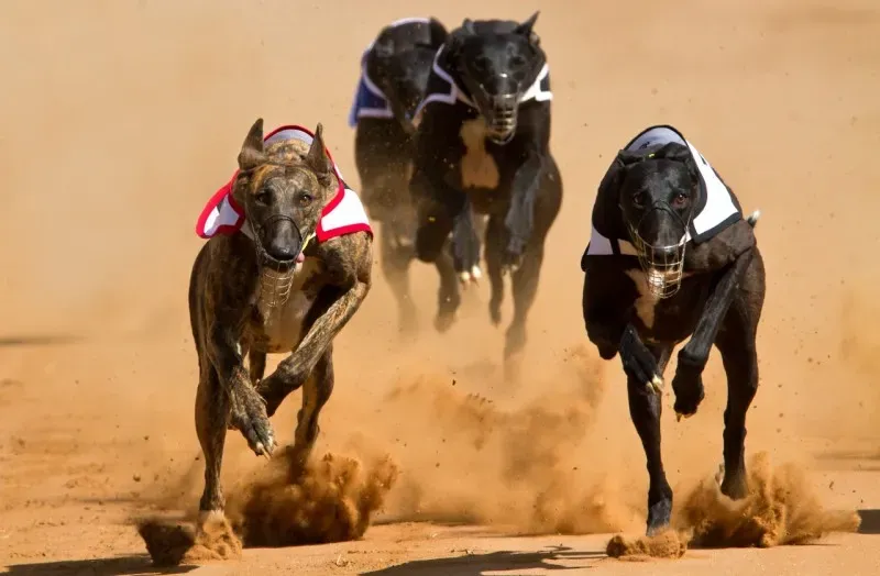 Corridas de galgos II