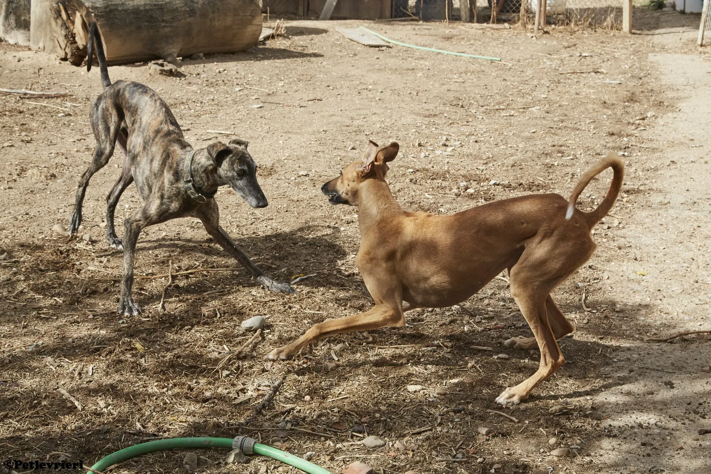 Cosmo adozione levrieri galgo 010
