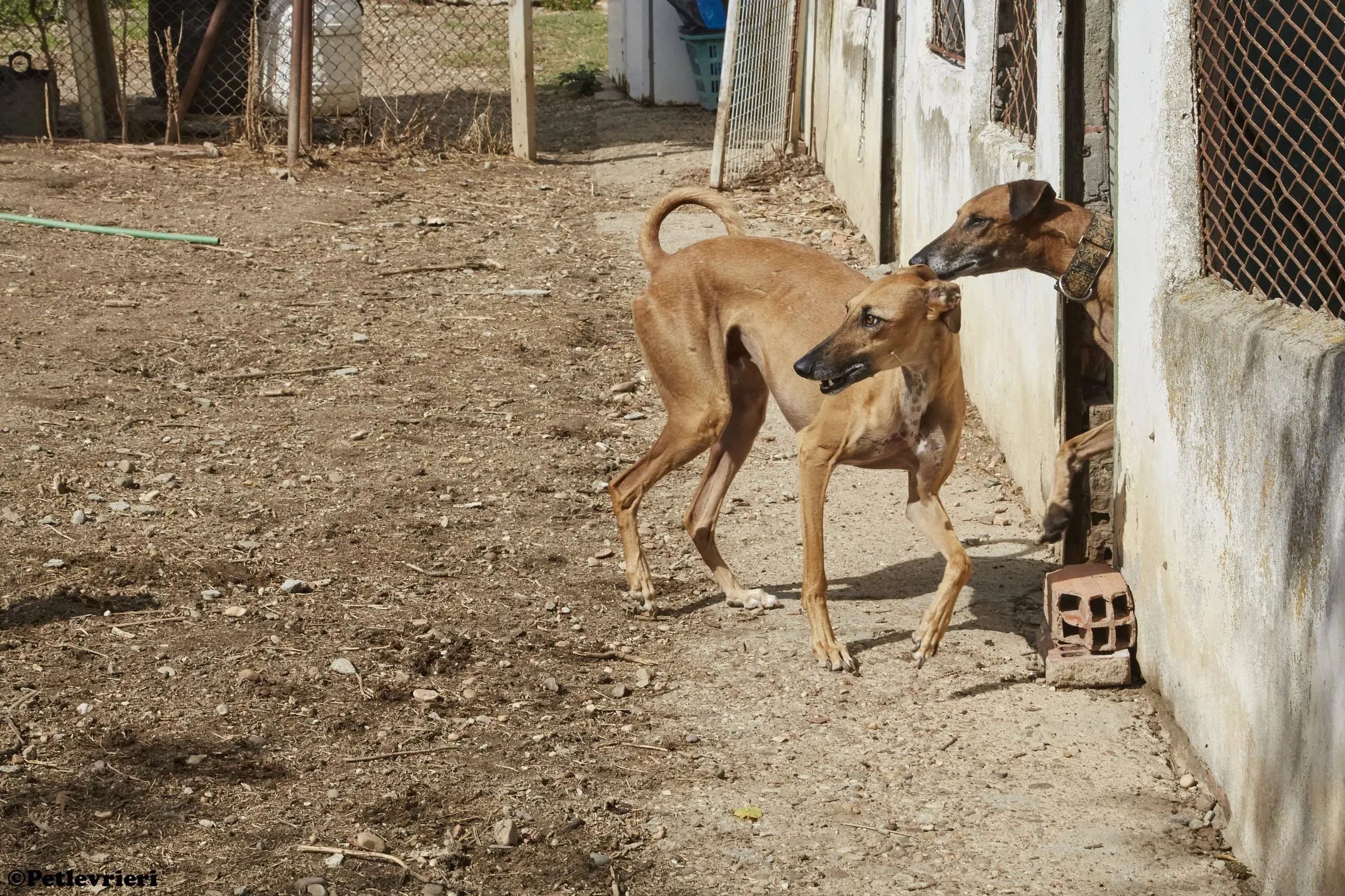 Cosmo adozione levrieri galgo 011
