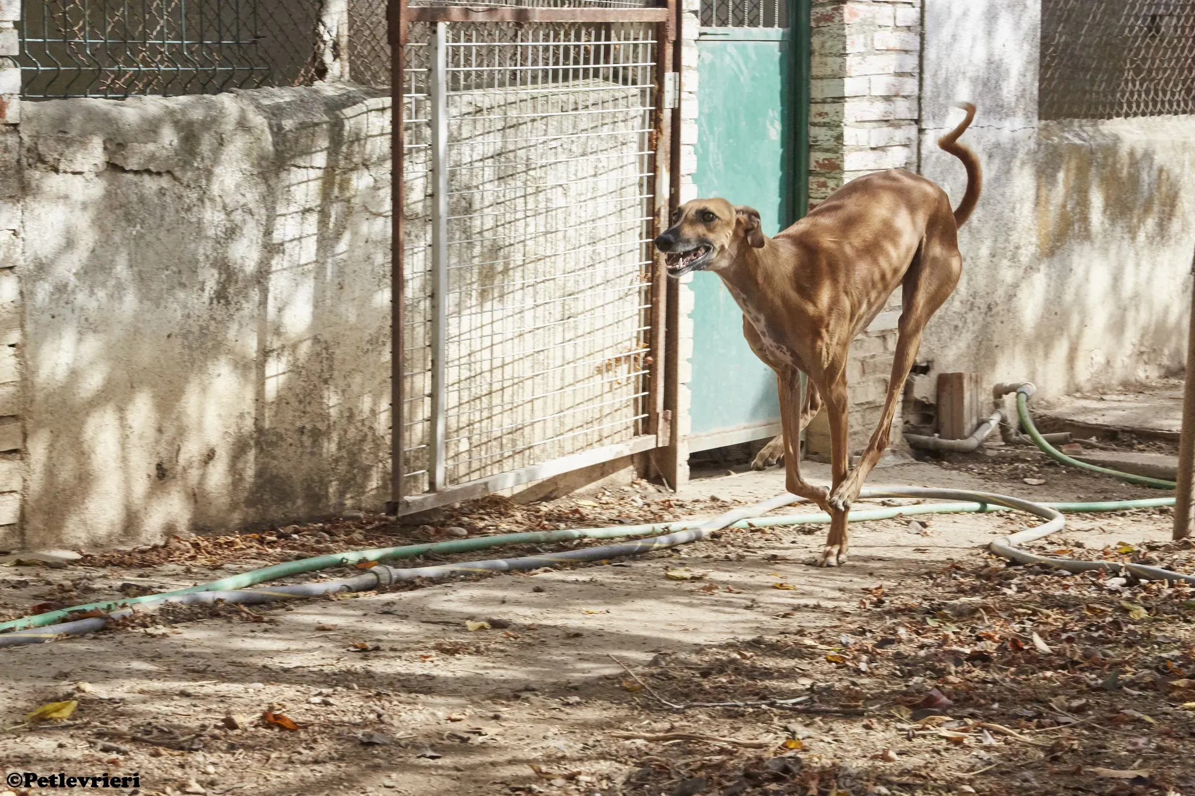 Cosmo adozione levrieri galgo 012