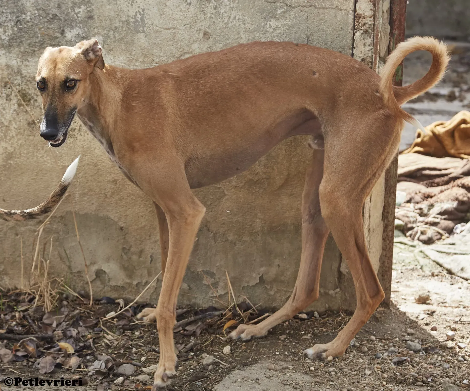 Cosmo adozione levrieri galgo 014